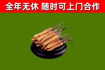 湛河回收散虫草