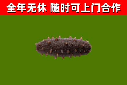 湛河回收海参干